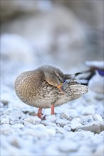Close-up of a mallard or wild duck (Anas platyrhynchos) on lake Grundelsee in winter