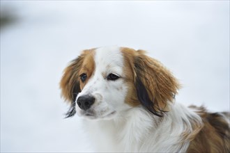 Portrait of a Kooikerhondje dog in the snow in winter