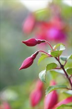 Close-up of red Fuchsia blossoms in a garden in summer