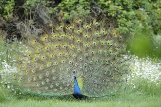 Close-up of a Indian peafowl or blue peafowl (Pavo cristatus) on a meadow in spring