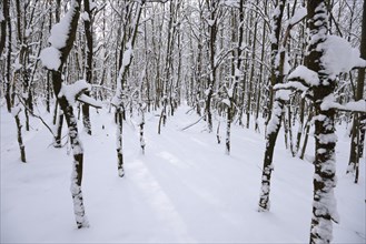 Landscape of a snowy young broadleaf forest in winter, Bavaria, Germany, Europe