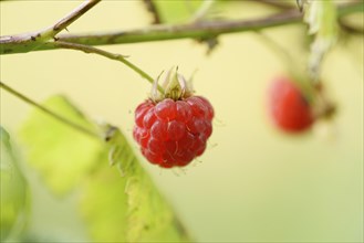 Close-up of a European raspberry (Rubus idaeus) fruit in early summer