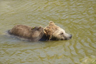 European brown bear (Ursus arctos arctos) taking a bath in a lake, Germany, Europe