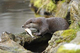 Close-up of a European otter (Lutra lutra) on a rock in spring