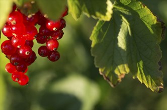 Redcurrants hanging on a branch surrounded by green leaves in the sunlight Ribes rubrum, gooseberry