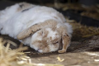 Rabbit (Oryctolagus cuniculus domestica), ram rabbit, sleeping, portrait of a sleeping rabbit with