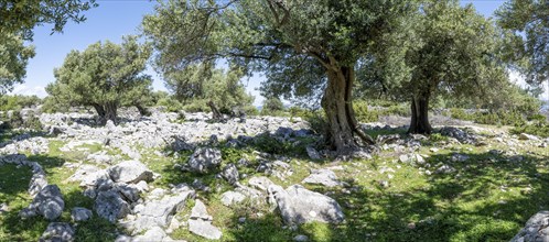 Old olive trees near Lun, island of Pag, Zadar, Dalmatia, Croatia, Europe