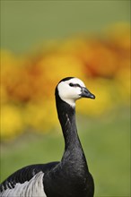 Portrait of a barnacle goose (Branta leucopsis) in spring