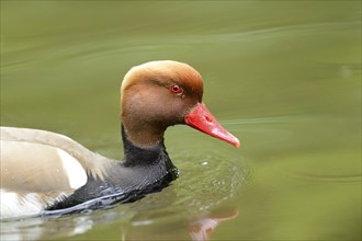 Close-up of a Red-crested Pochard (Netta rufina) swimming in the water in spring