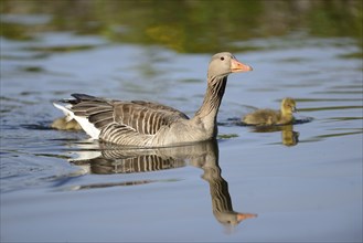 Close-up of a Greylag Goose (Anser anser anser) mother with her chicks swimming in the water in