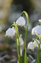 Close-up of Spring Snowflake (Leucojum vernum) blossoms in a forest in spring