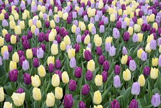 Tulips (Tulipa), tulip bed with yellow, purple and pink flowers, North Rhine-Westphalia, Germany,
