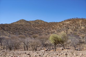 Barren dry landscape with red and yellow hills, Kaokoveld, Kunene, Namibia, Africa