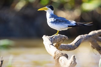 Large-billed Tern (Phaetusa simplex) Pantanal Brazil