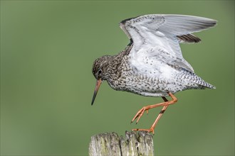 Common redshank (Tringa totanus), standing on a pole, Lower Saxony, Germany, Europe