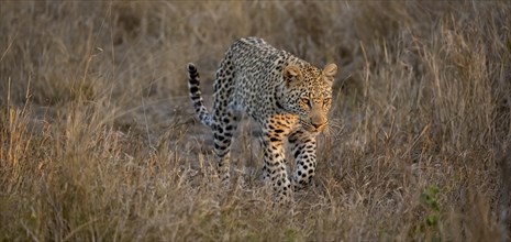 Leopard (Panthera pardus) running through dry grass, adult, in the evening light, Kruger National