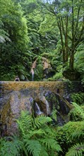 Thermal spring with waterfall, surrounded by lush vegetation and ferns, Caldeira Velha, Gramas,