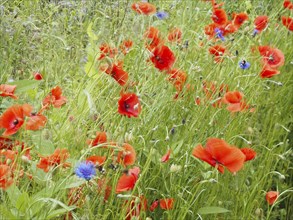 Poppy field in bloom, cornflowers in between, near Heimschuh, Styria, Austria, Europe