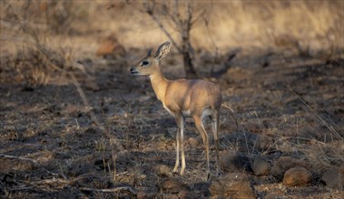 Steenbok (Raphicerus campestris) in the evening light, male, Kruger National Park, South Africa,