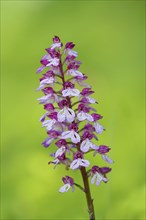 Northern marsh-orchid (Orchis purpurea), inflorescence, flowering, macro, nature photography,