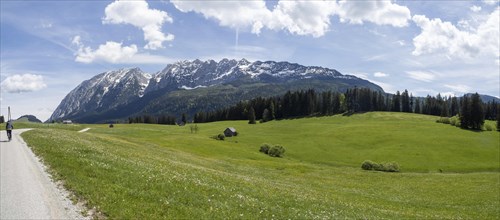 Meadow at the edge of the forest, behind the Grimming, cyclist on the Salzkammergut cycle path,