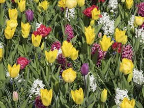 A vibrant field of yellow, red and purple tulips showing the colours of spring, many colourful
