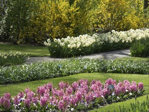 Garden with pink and yellow spring flowers in various beds, many colourful, blooming tulips in