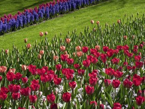 A flower meadow of red tulips and blue hyacinths on a green lawn, many colourful, blooming tulips