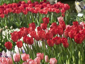 Rows of bright red and pink tulips in full bloom in a garden, many colourful, blooming tulips in