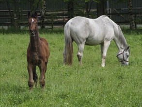 A foal looks into the camera while a white horse stands in the pasture and grazes, horses and foal