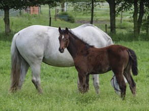 Brown foal stands next to a white horse on a green pasture, trees in the background, horses and