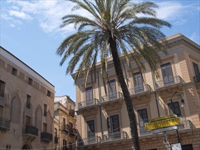 A palm tree in front of historic buildings on a sunny day with a clear sky, palermo in sicily with
