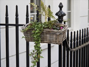 A basket of climbing plants hangs from a black metal fence against an urban background, London,