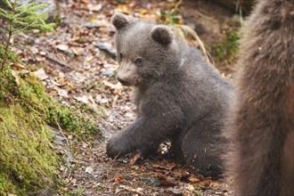 Close-up of a Eurasian or european brown bear (Ursus arctos arctos) cub in the bavarian forest in
