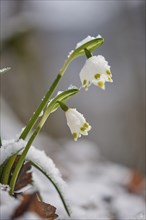 Close-up of spring snowflake (Leucojum vernum) blooming in spring, Bavaria, Germany, Europe