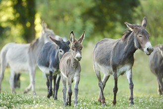 Close-up of a donkey or ass (Equus africanus asinus) mother with her youngster on a meadow in