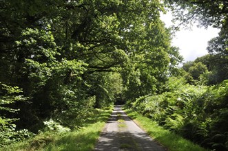 Road in a forest in Brittany