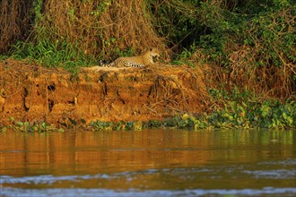 Jaguar (Panthera onca) Pantanal Brazil