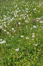 Meadow with dandelion, common dandelion (Taraxacum sect. Ruderalia), and ranunculus auricomus