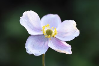 Close-up of a Chinese anemone (Anemone hupehensis) blossom in a garden in summer