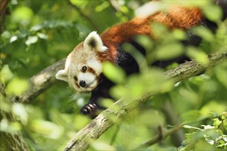Close-up of Red panda (Ailurus fulgens) in boughs in summer