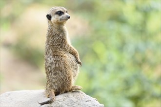 Pregnant Meerkat or Suricate (Suricata suricatta) standing vigilant on a rock