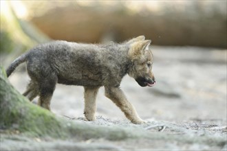 Close-up of a gray wolf (Canis lupus) puppy in a forest, captive, Bavaria, Germany, Europe