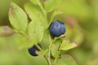 Close-up of European blueberry (Vaccinium myrtillus) fruits in a forest in spring
