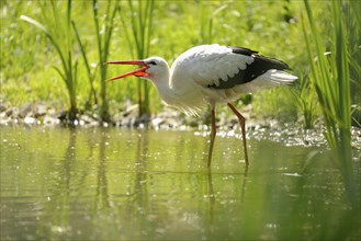 Close-up of a white stork (Ciconia ciconia) at the water stain in spring