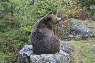 European brown bear (Ursus arctos arctos) in a forest in spring, Bavarian Forest National Park,