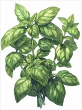 Dense illustration of a green herb plant with detailed leaves, AI generated