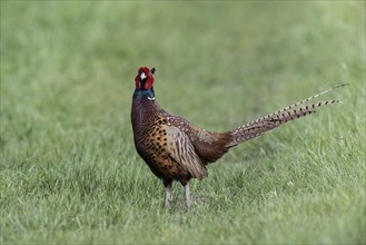 Hunting Pheasant (Phasianus colchicus), Emsland, Lower Saxony, Germany, Europe