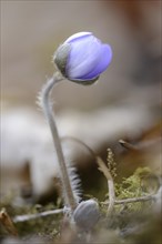 Close-up of a Common Hepatica (Anemone hepatica) blossom in a forest in spring