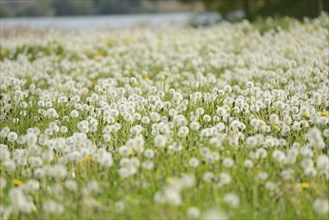 Landscape of fade common dandelion (Taraxacum officinale) blossoms on a meadow in spring